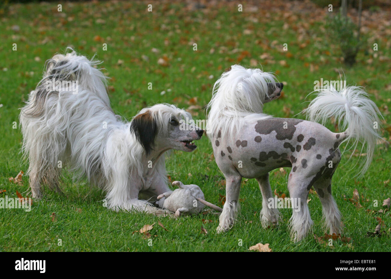 Chien Chinois à Crête (Canis lupus f. familiaris), deux chiens jouant dans un pré, Allemagne Banque D'Images