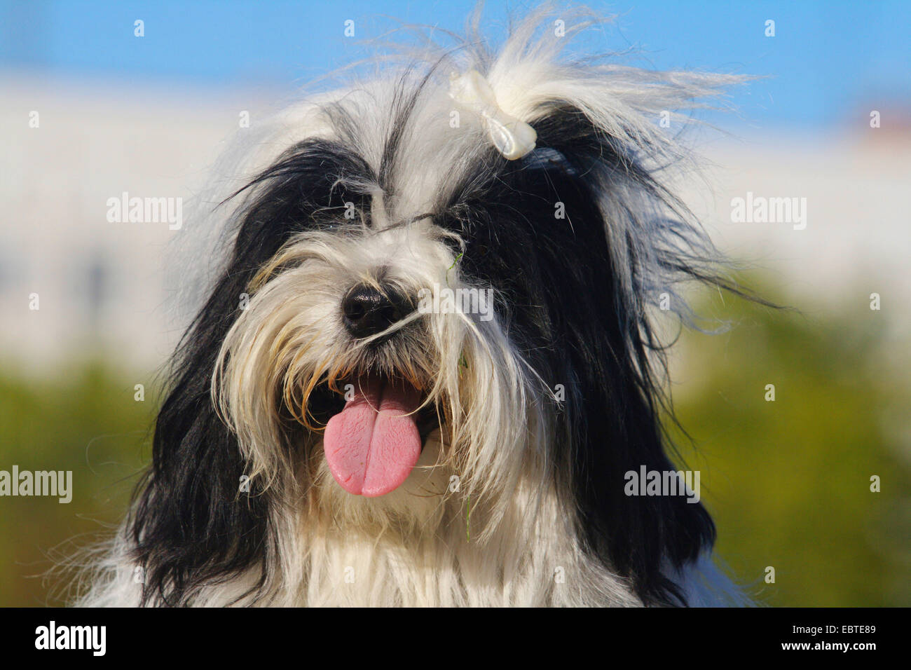 Terrier tibétain (Canis lupus f. familiaris), portrait Banque D'Images