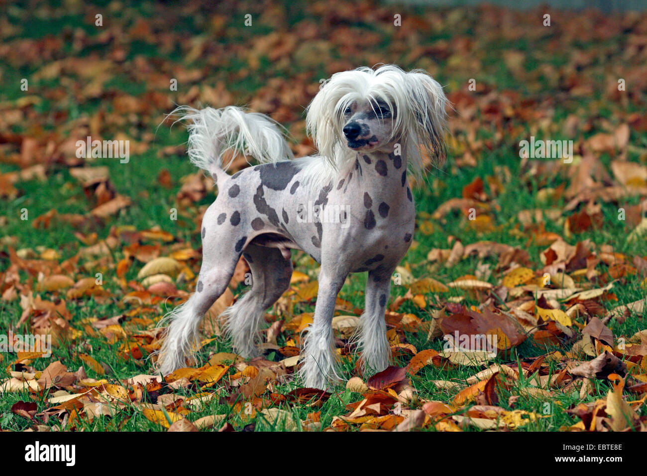 Chien Chinois à Crête (Canis lupus f. familiaris), 16 mois mâle debout en automne pré, Allemagne Banque D'Images