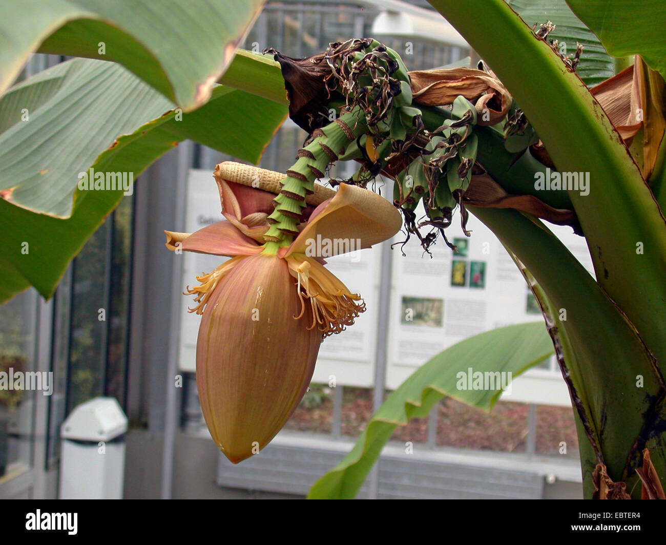 Musa basjoo (bananier japonais), inflorescence Banque D'Images
