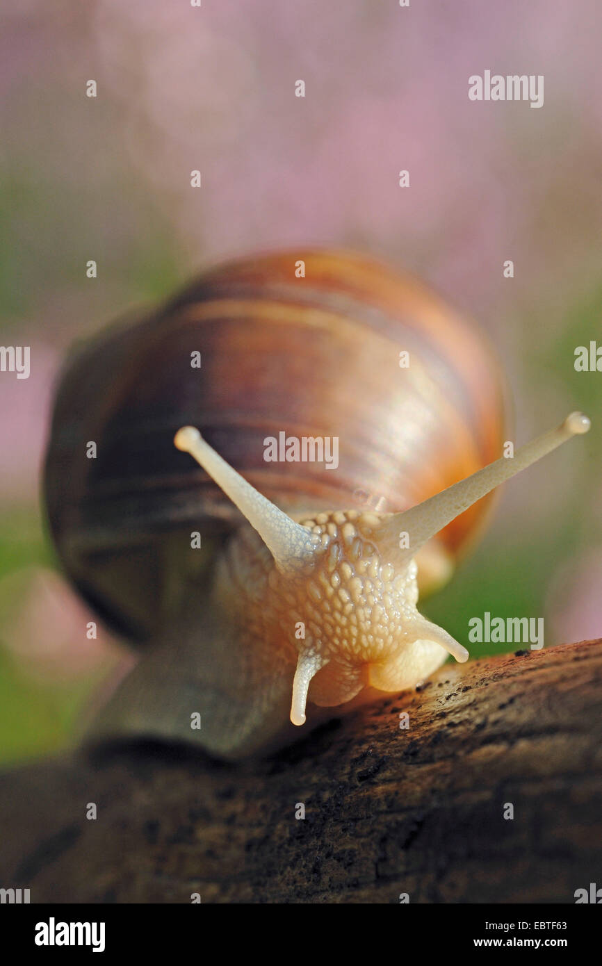 Escargot romain, les escargots, les escargots escargot, escargots, escargot, escargot apple vigne, vigne, vigne escargot snail (Helix pomatia), avec des antennes à strechted, vue de face, l'Allemagne, Rhénanie du Nord-Westphalie Banque D'Images