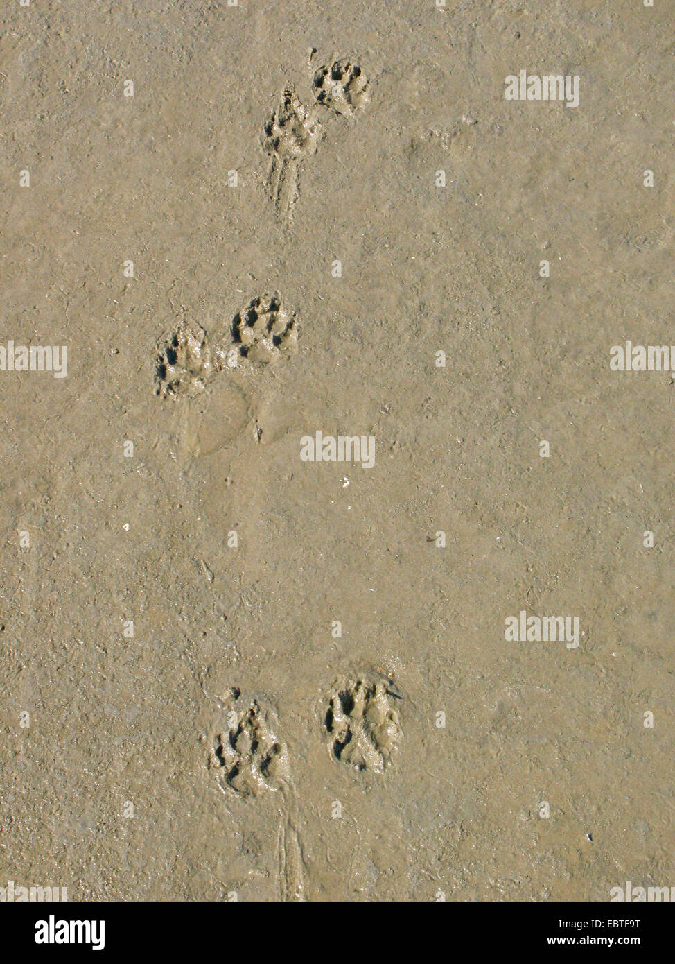 Chien domestique (Canis lupus f. familiaris), des empreintes de pas dans le sable Banque D'Images