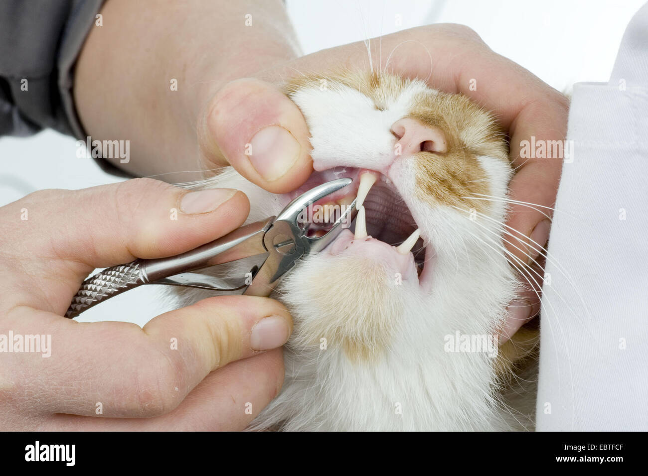 Extraction dentaire chat