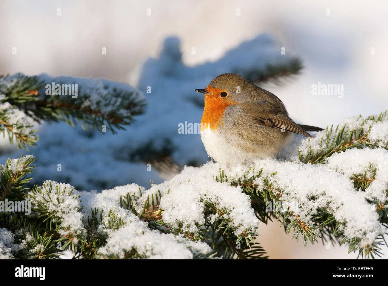European robin (Erithacus rubecula aux abords), gonflée on snowy branch, Allemagne Banque D'Images