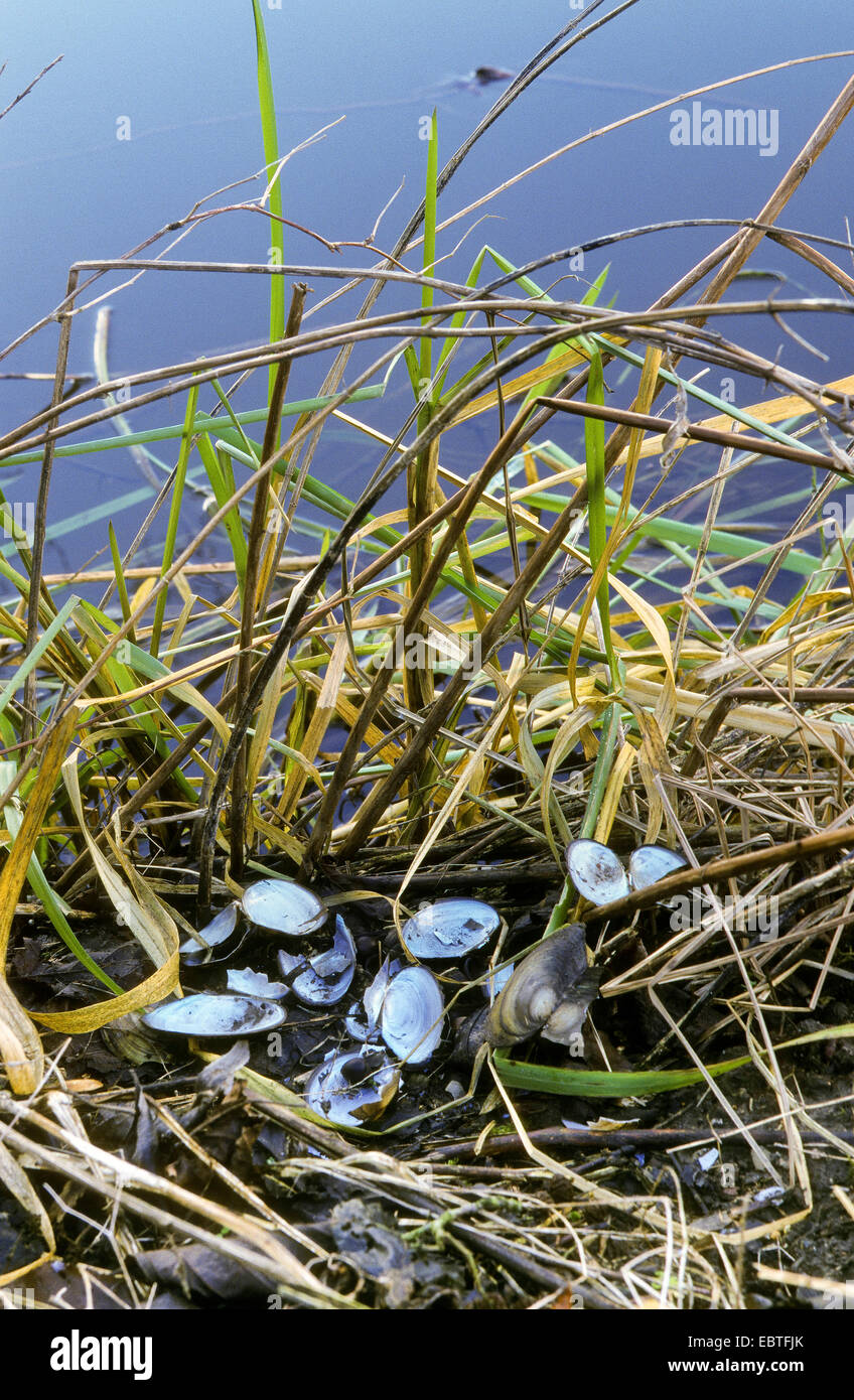 Le rat musqué (Ondatra zibethica), des coquillages dans l'herbe sur le bord de l'eau, de l'Allemagne Banque D'Images