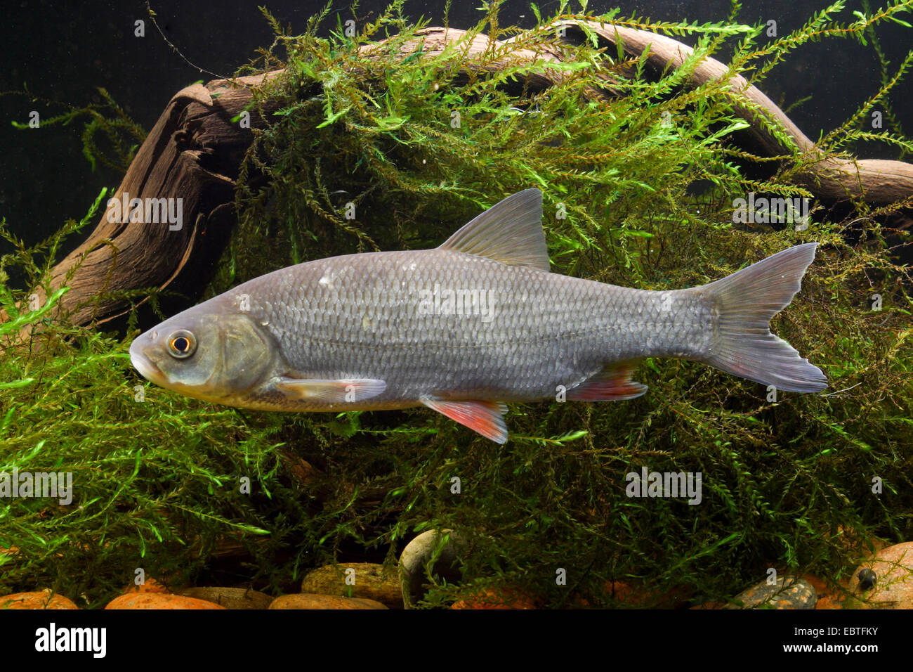 Ide, ide mélanote (Leuciscus idus), side view Banque D'Images