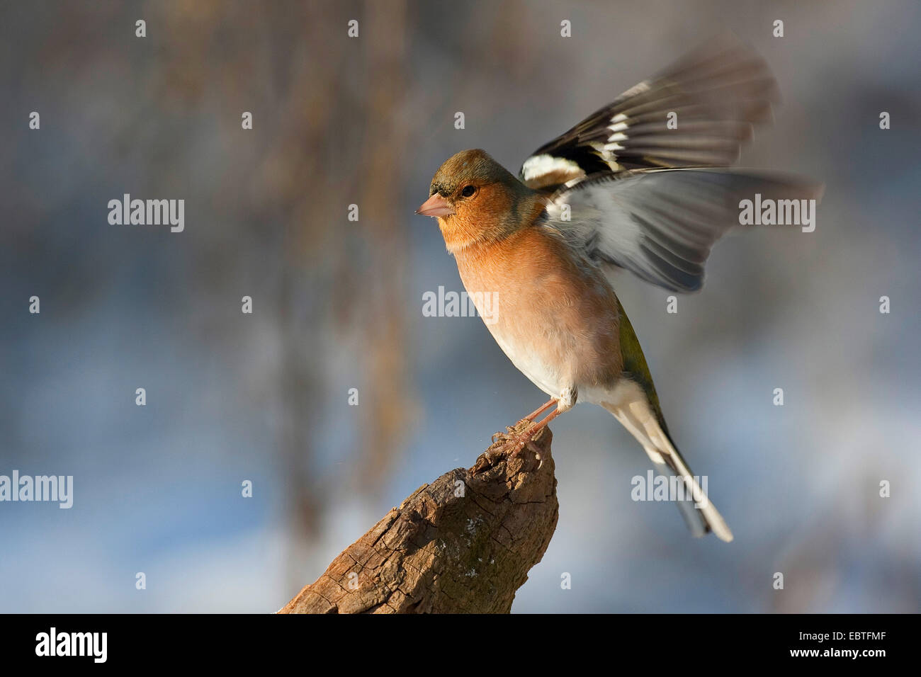 Chaffinch (Fringilla coelebs), homme flaping ailes, Allemagne Banque D'Images
