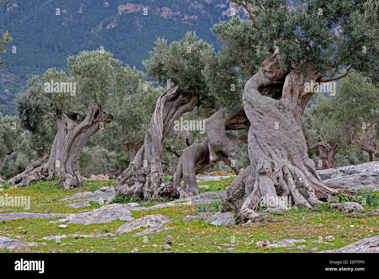 Olivier (Olea europaea ssp. sativa), de vieux oliviers sur une oliveraie, Espagne, Baléares, Majorque Banque D'Images