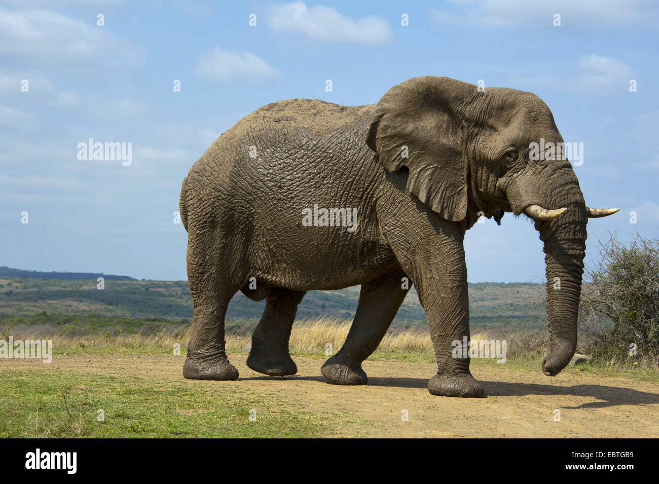 L'éléphant africain (Loxodonta africana), marche sur chemin, side view, Afrique du Sud, le Parc National de Hluhluwe-Umfolozi Banque D'Images