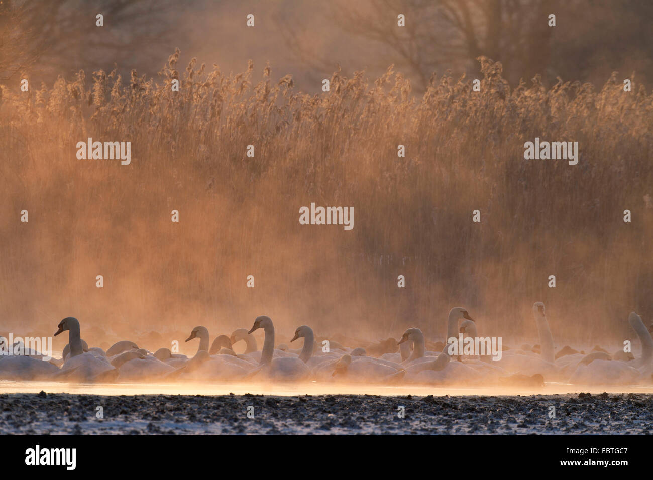 Mute swan (Cygnus olor), en grand nombre sur un lac dans la brume du matin avec d'autres oiseaux d'eau, de l'Allemagne, la Saxe, Syd Banque D'Images