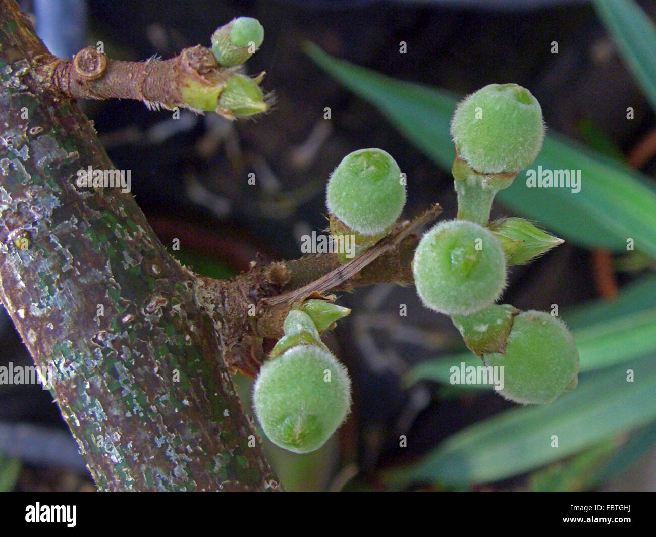 Sycamore fig, platane, Sycomore, figuier (Ficus sycomorus mulberry), indructescences Banque D'Images