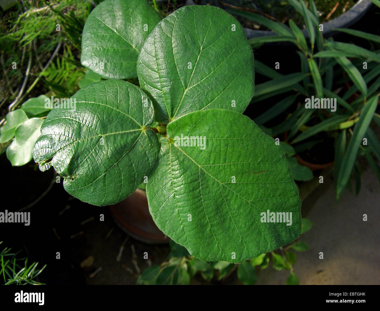 Sycamore fig, platane, Sycomore, figuier (Ficus sycomorus mûrier), les feuilles Banque D'Images