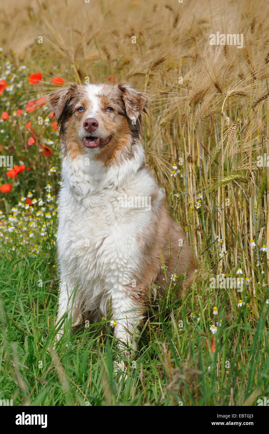 Berger Australien (Canis lupus f. familiaris), assis à la limite du champ de maïs, Allemagne Banque D'Images