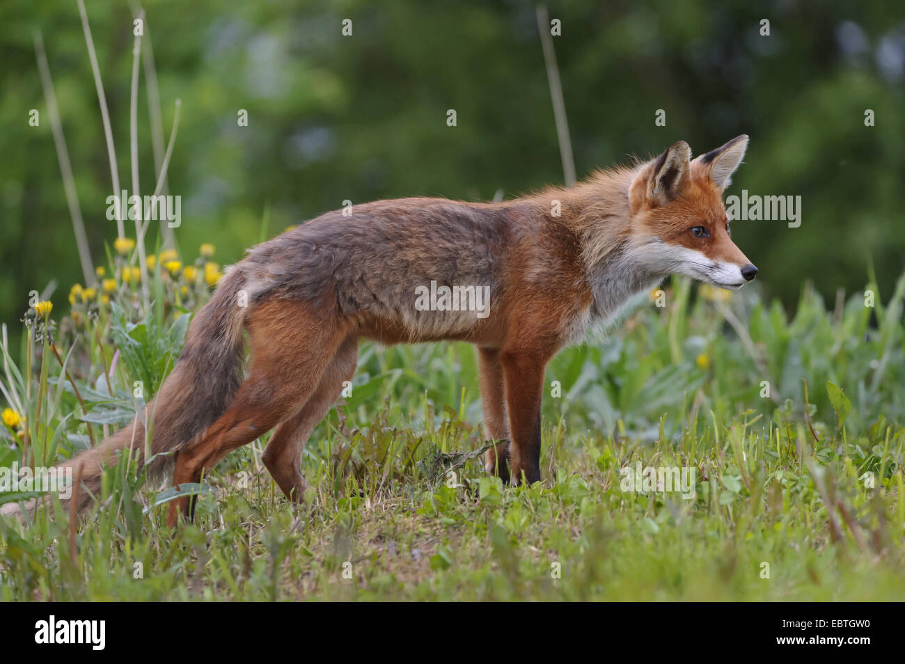 Le renard roux (Vulpes vulpes), Standing in meadow, Norvège, Lauvsnes, Lauvsnes, Norwegen Banque D'Images