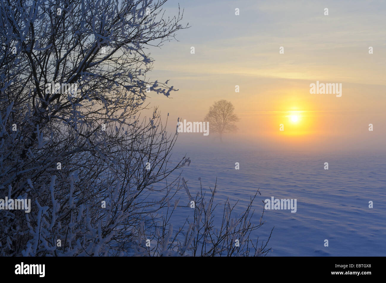 Coucher du soleil au bord de la lande couverte de neige, en Allemagne, en Basse-Saxe, Boller Moor, Vechta Banque D'Images