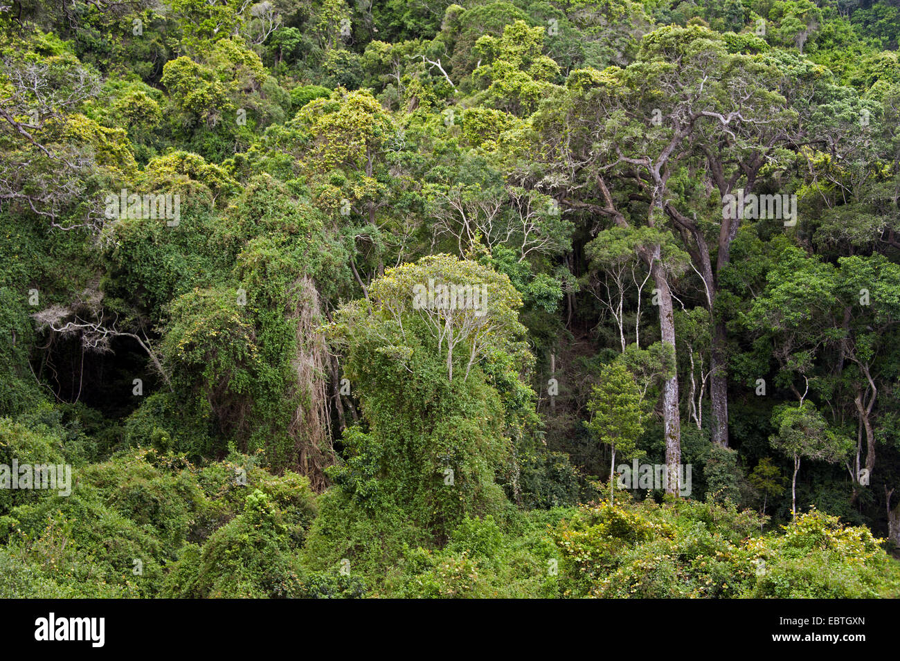 Forêt De Kelp Afrique Du Sud Forêt vierge, Afrique du Sud, Eastern Cape, le parc national de