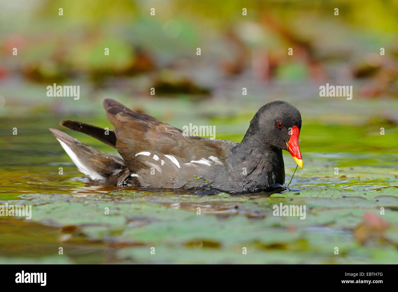 Gallinule poule-d'eau (Gallinula chloropus), sur l'alimentation, de l'Allemagne, Rhénanie du Nord-Westphalie Banque D'Images