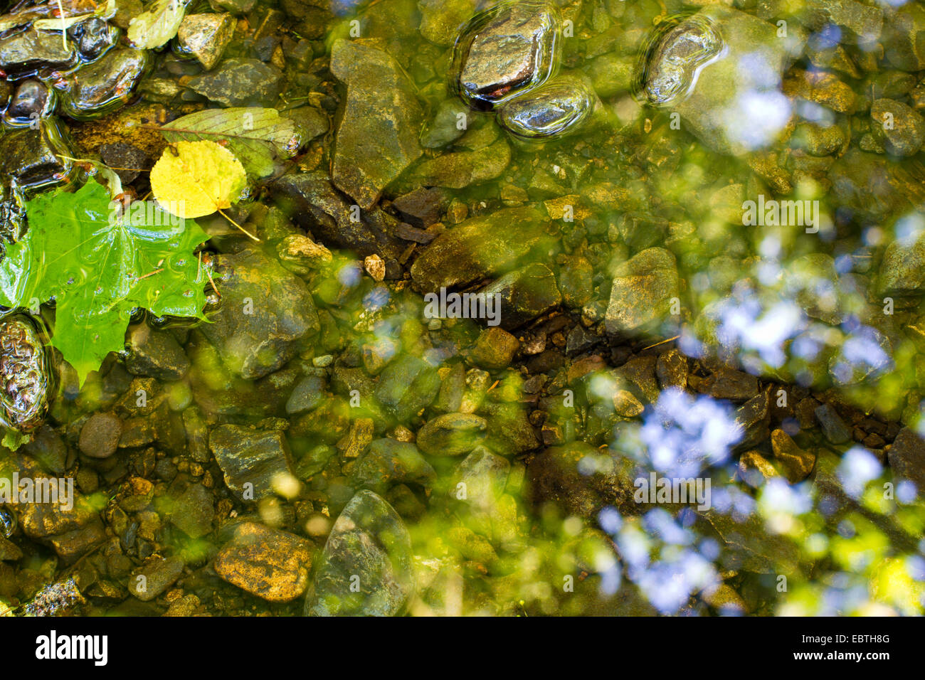 Des pierres, des feuilles et de l'image en miroir d'une forêt dans l'eau calme d'une rivière, l'Allemagne, la Saxe, Vogtland, Triebtal Banque D'Images
