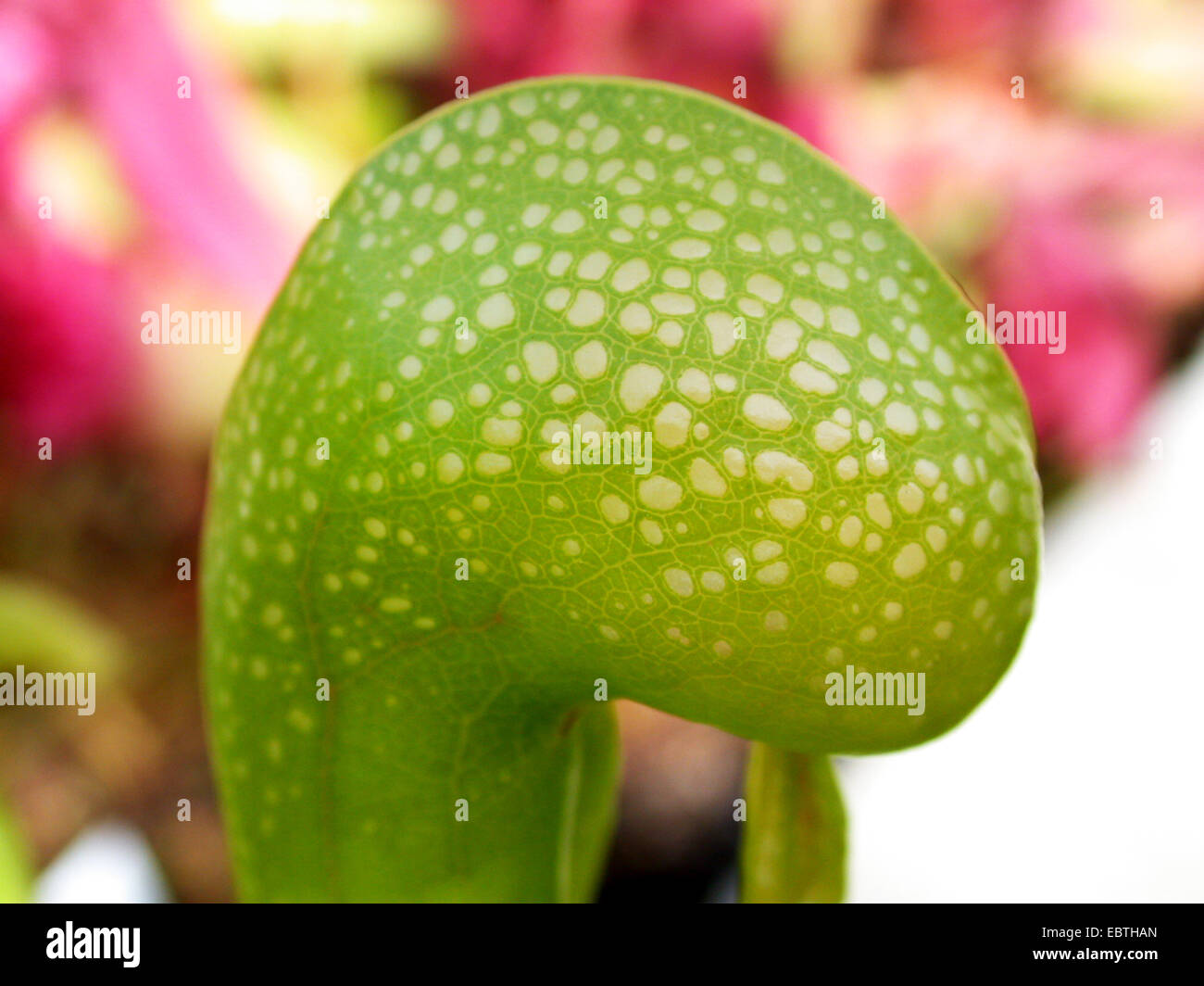 Californie sarracénie, Lis de Cobra (Darlingtonia californica), feuille d'interruption Banque D'Images