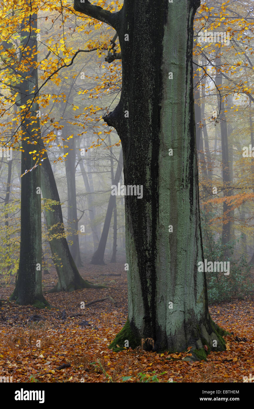 Le hêtre commun (Fagus sylvatica), Misty ambiance dans une forêt de hêtres en automne, en Allemagne, en Rhénanie du Nord-Westphalie Banque D'Images