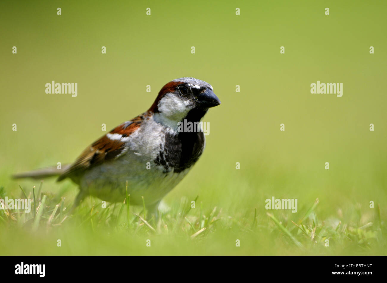 Moineau domestique (Passer domesticus), homme assis dans un pré, Pays-Bas, Texel Banque D'Images