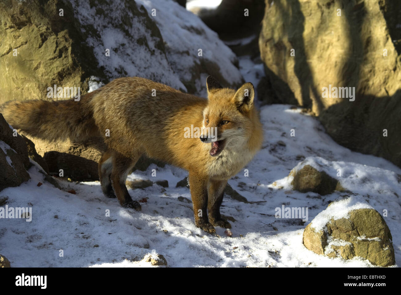 Le renard roux (Vulpes vulpes), debout sur sol couvert de neige parmi les roches, Allemagne Banque D'Images