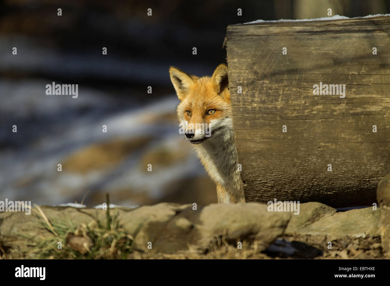 Le renard roux (Vulpes vulpes), à la recherche de derrière un journal dans le soleil d'hiver, Allemagne Banque D'Images