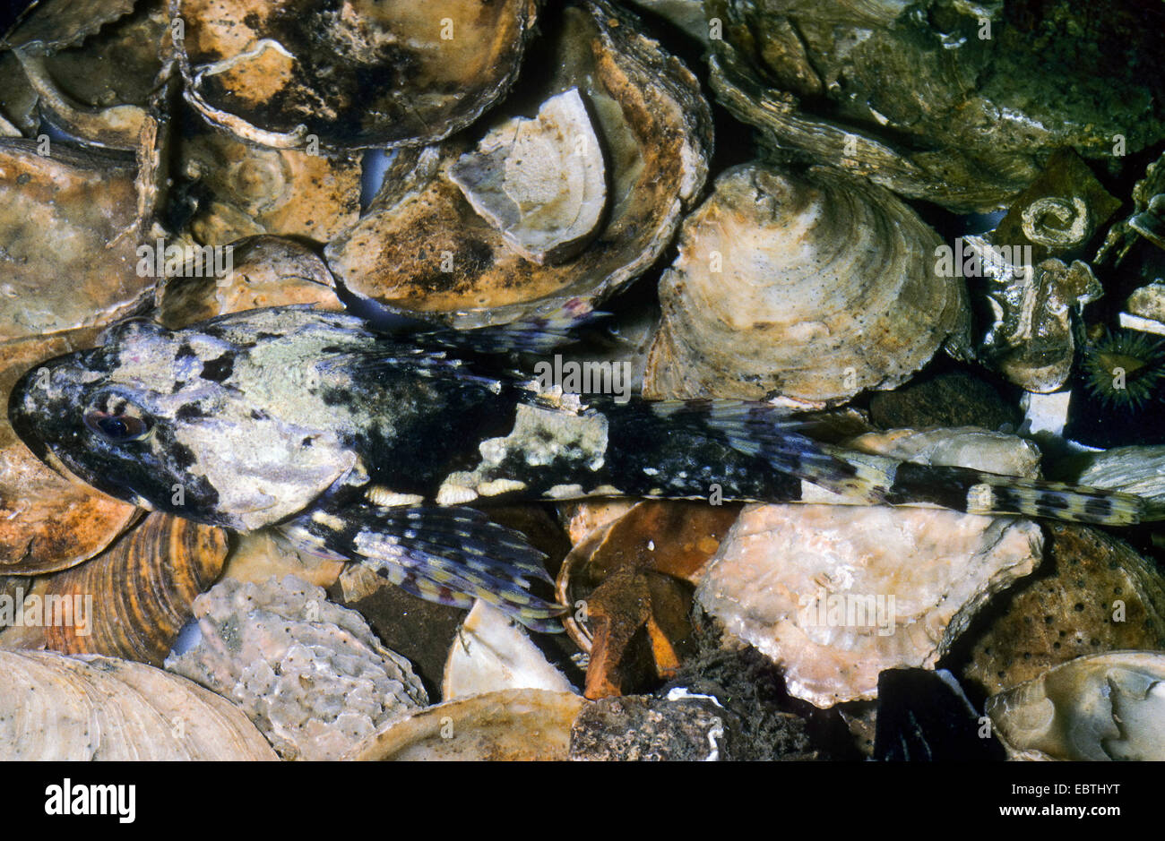 Lasher, père chaboisseau, Bull, bull-rout, rout seascorpion à épine courte (Myoxocephalus scorpius, Cottus scorpius), assis sur les coquillages Banque D'Images