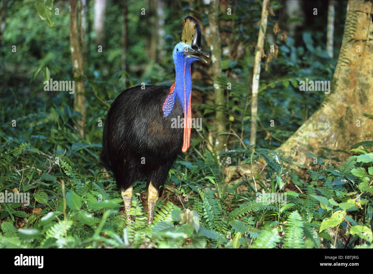 Le sud, double-Casoar Casoar caronculée, Australiens, Casoar Casoar caronculée deux (Casuarius casuarius), dans rainforert, l'Indonésie, dans l'Ouest de Nouvelle Guinée, Irian Jaya Banque D'Images