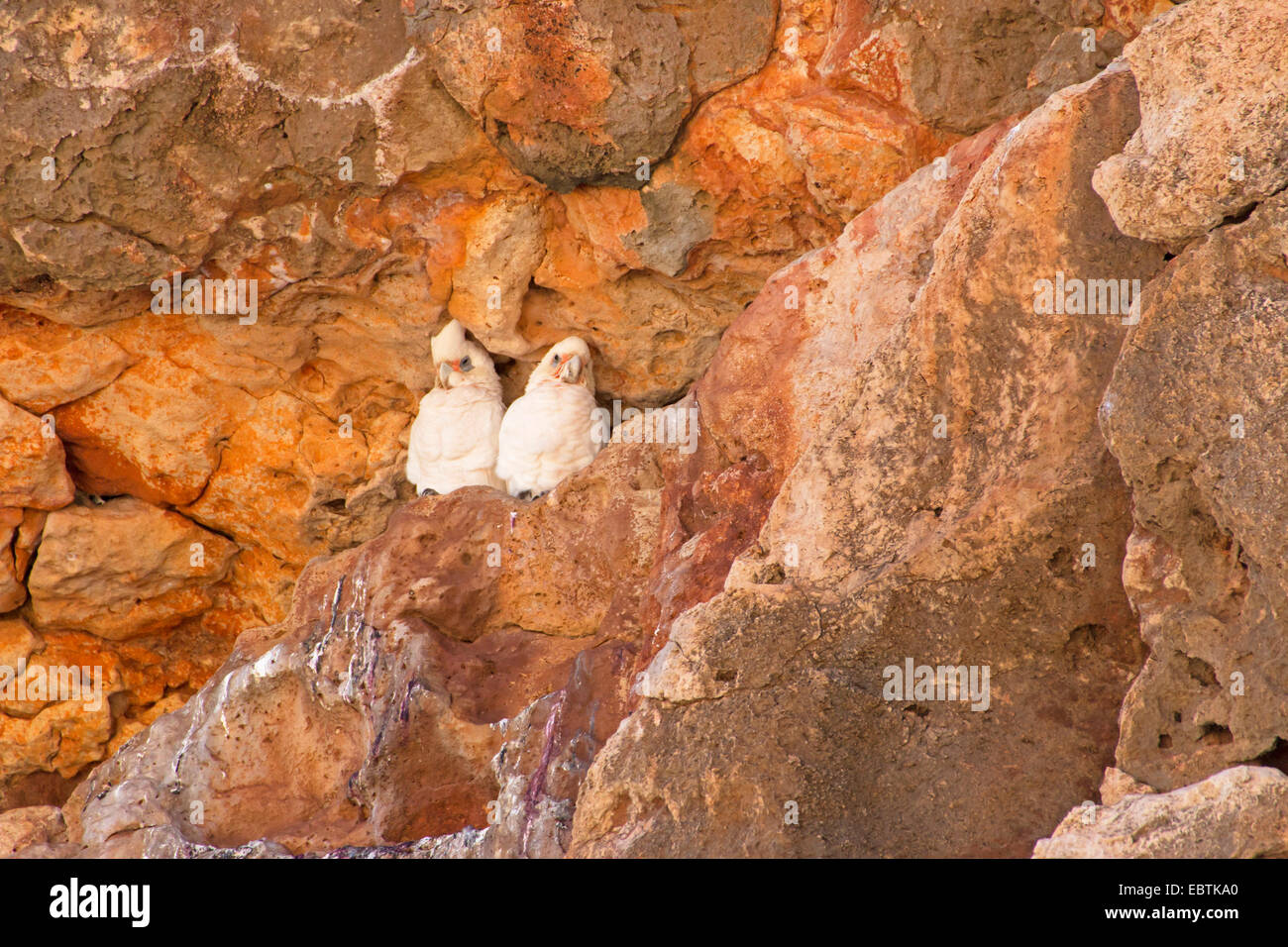 Peu de Corella (Cacatua sanguinea), paire dans le nid, l'Australie, l'ouest de l'Australie, Cape Range National Park Banque D'Images
