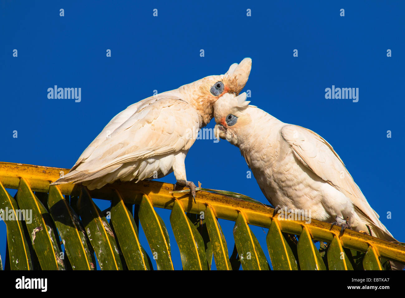 Peu de Corella (Cacatua sanguinea), paire sur un palmier, de l'Australie, Australie occidentale, Carnarvon National Park Banque D'Images