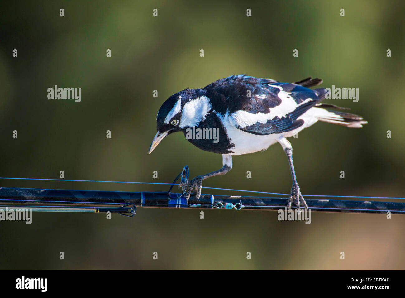 Lark magpie (Grallina cyanoleuca), sur la pêche à la ligne d'accouplement, l'Australie, l'ouest de l'Australie, Cape Range National Park Banque D'Images