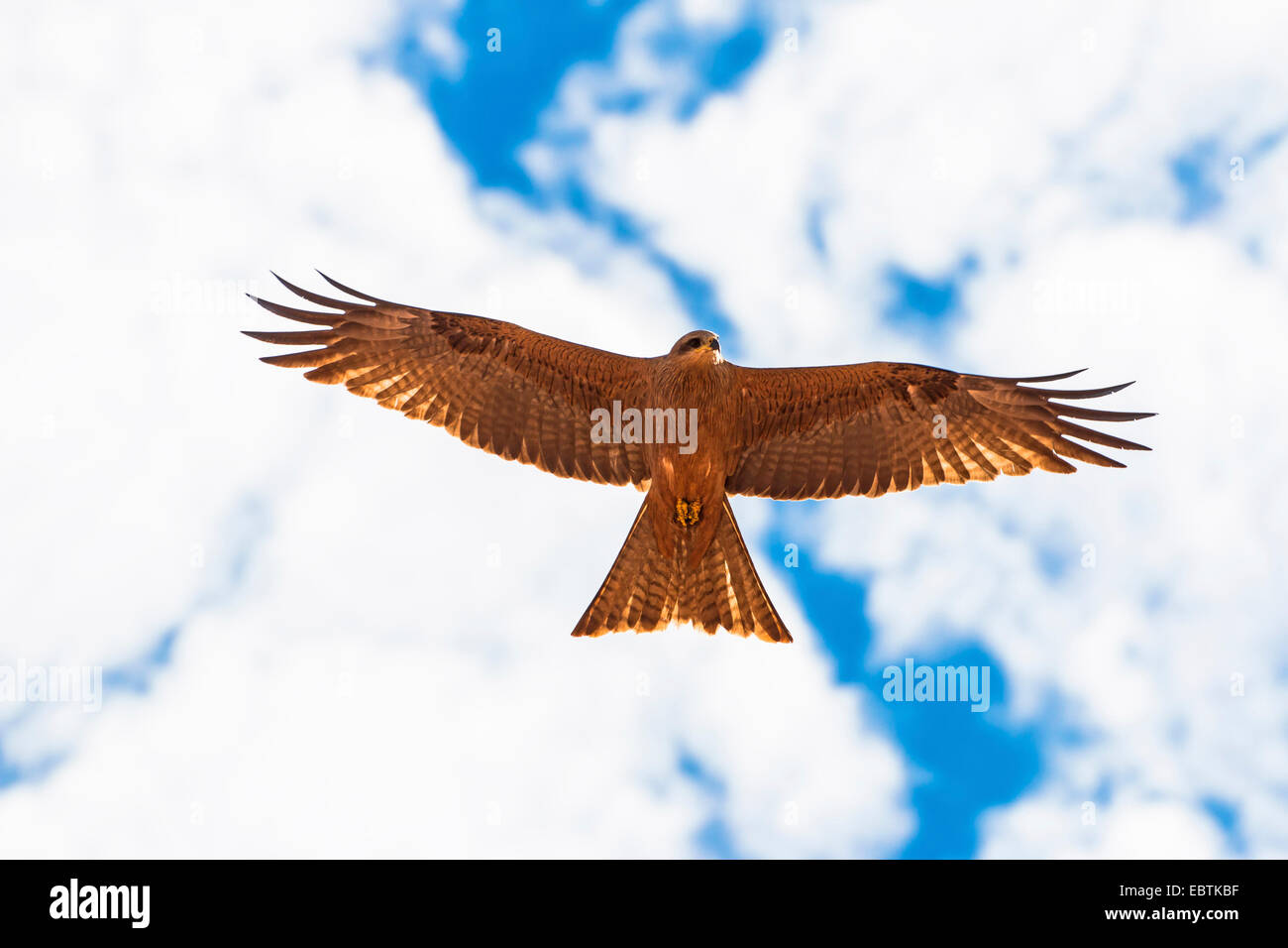 Milan noir, jaune-billed kite (Milvus migrans), en vol, des vers-eye view, l'Australie, l'Australie Occidentale Banque D'Images