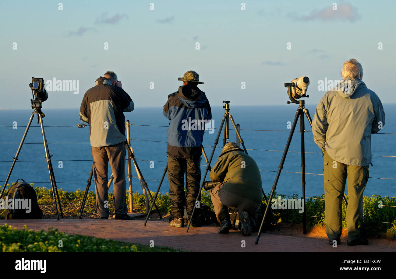 Les photographes de la nature sur l'île de Helgoland, Allemagne, Schleswig-Holstein, Helgoland Banque D'Images