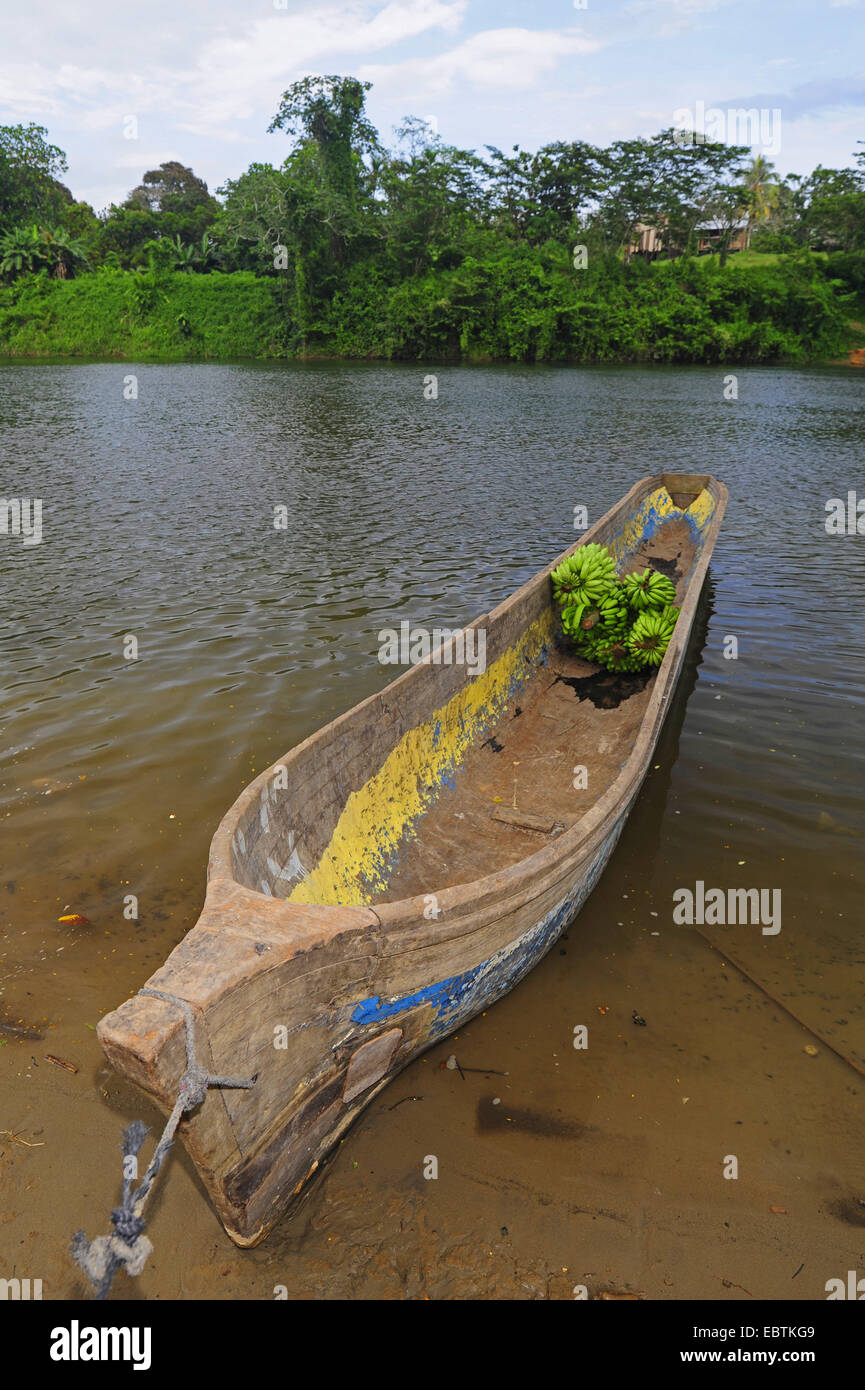 Banane (Musa paradisiaca commun var. sapientum), bananes sur un bateau traditionell, United States Banque D'Images