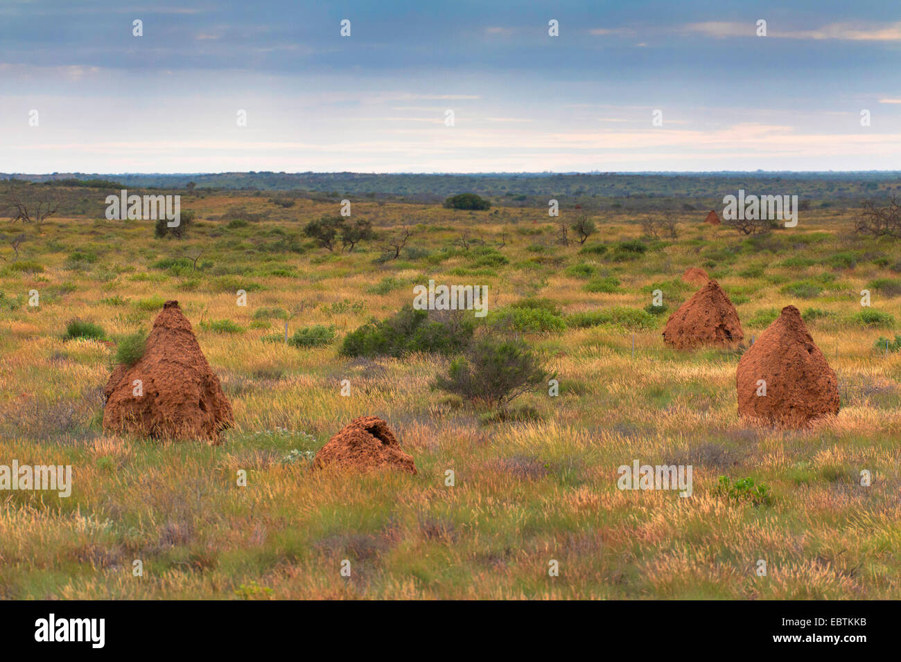 Isoptera (termites), les termites nids dans la steppe, l'Australie, Australie occidentale, Cardabia Banque D'Images