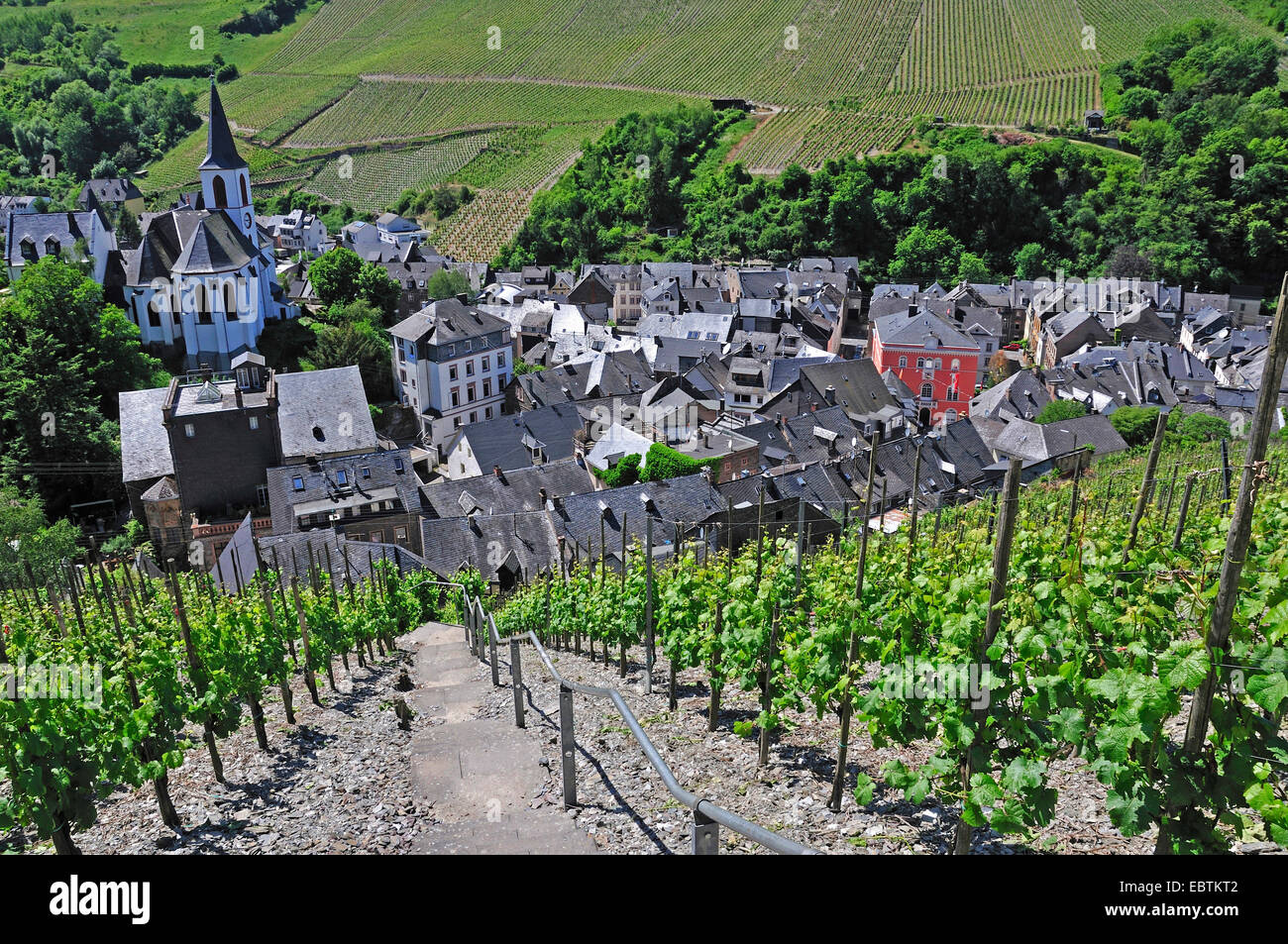 Vignoble raide dans la vallée de la Moselle, l'Allemagne, plus de Trarbach Traben-Trabach, Rhénanie-Palatinat Banque D'Images