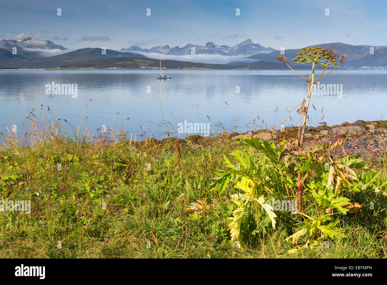 Heracleum (Heracleum spec.), la berce laineuse sur la côte en automne, Store Blamann en arrière-plan, la Norvège, Troms, Sandnessund, Kvaloeya Banque D'Images