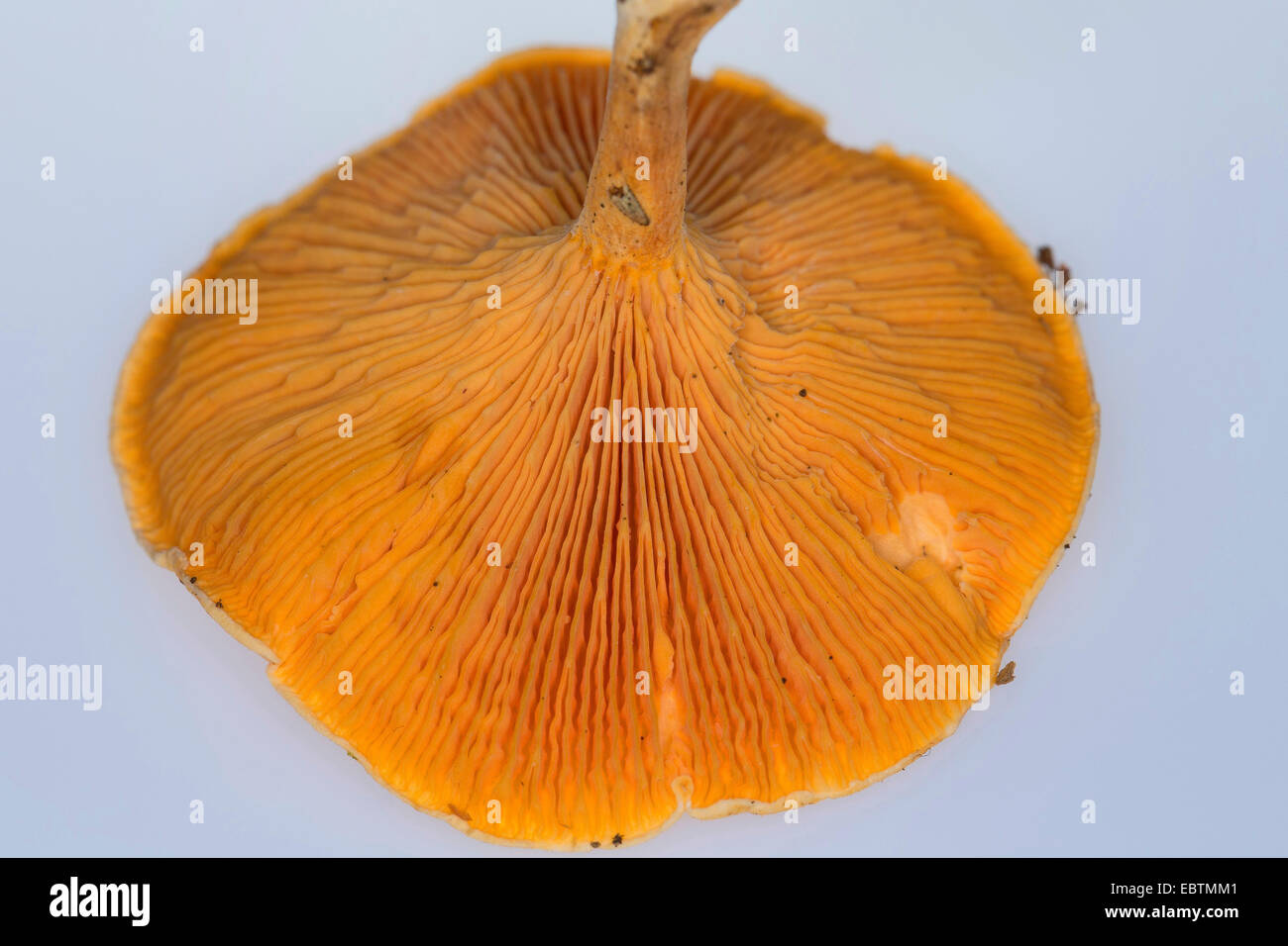Fausse Chanterelle (Hygrophoropsis aurantiaca), les branchies, dentelle, Allemagne Banque D'Images