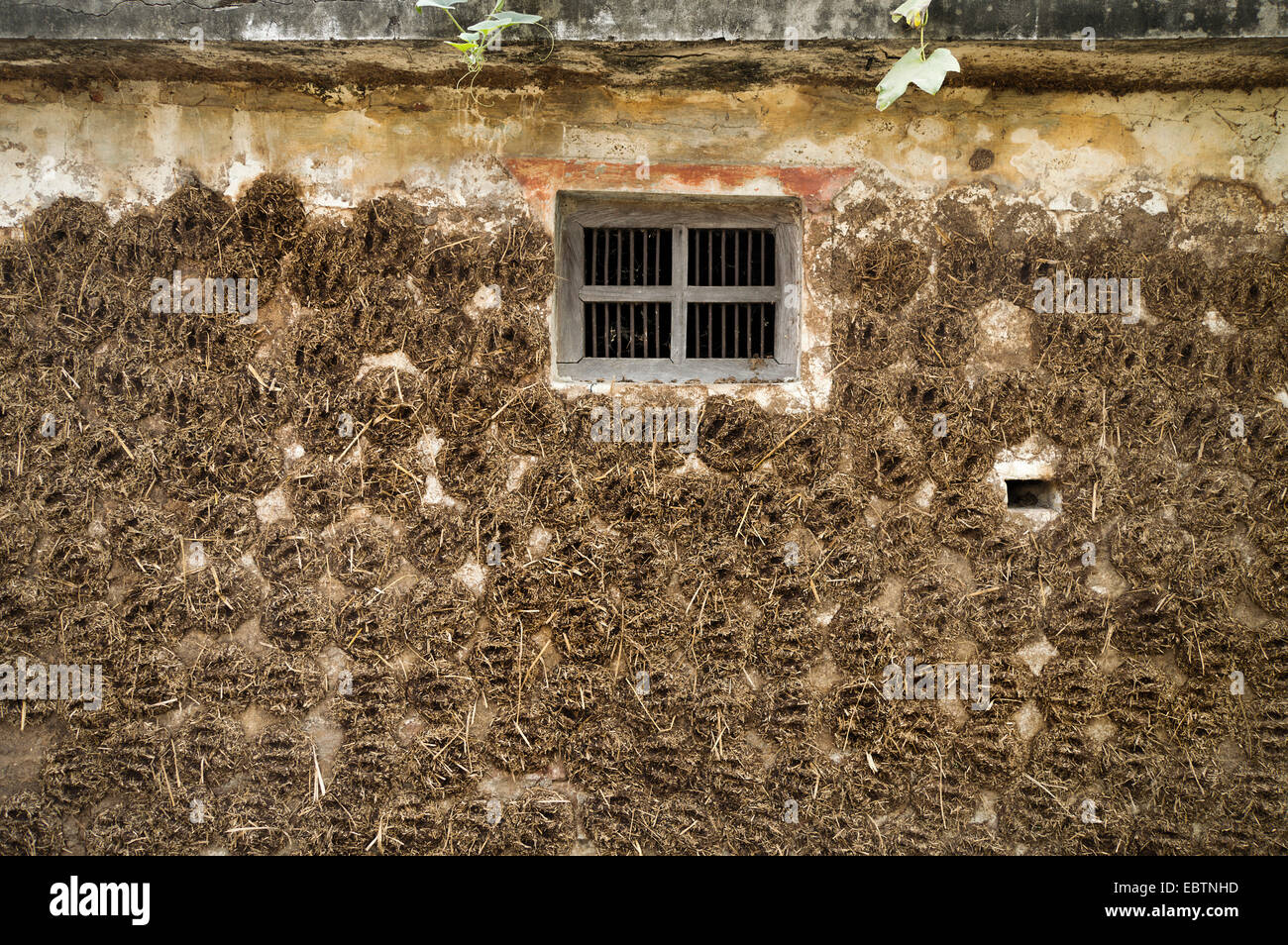 Gâteaux de l'Excréments de la vache sur un mur de séchage Banque D'Images