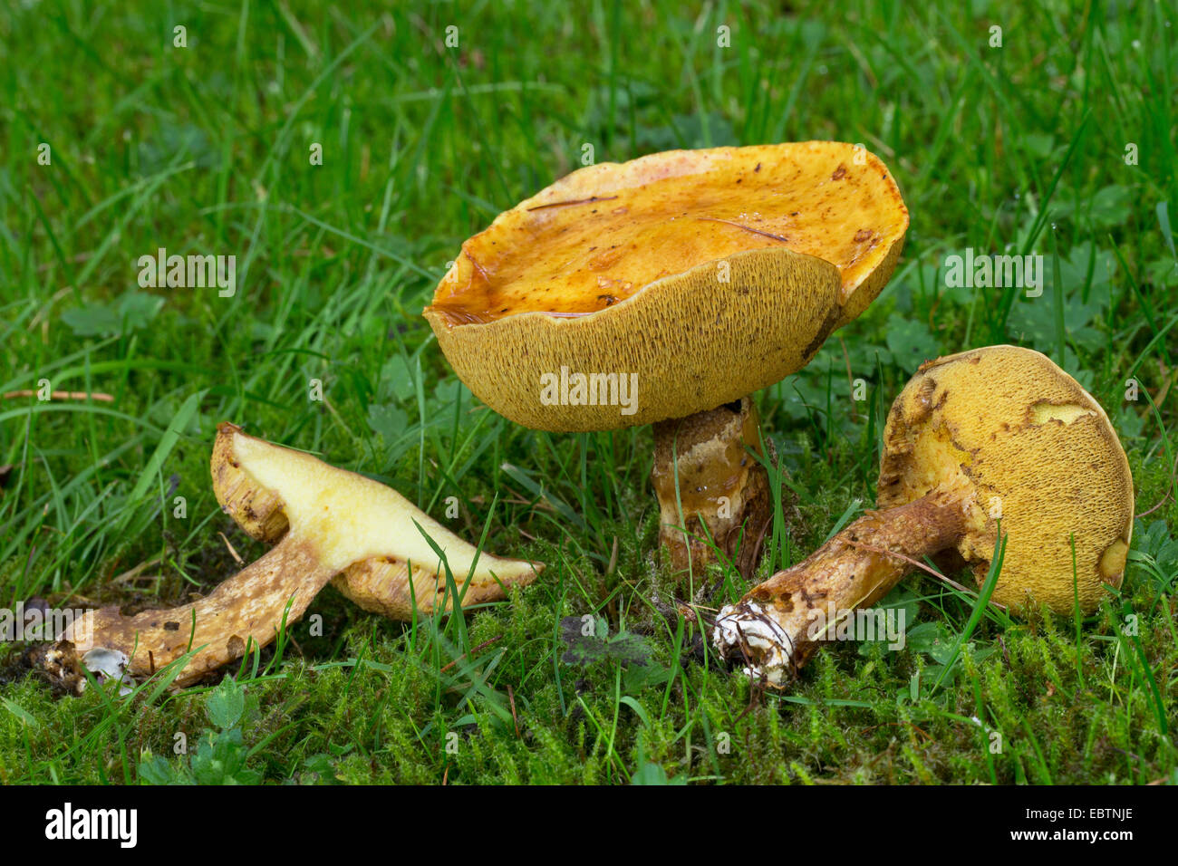 Mélèze bolet (Suillus grevillei Suillus, flavus), des organes de fructification dans un pré, Allemagne Banque D'Images