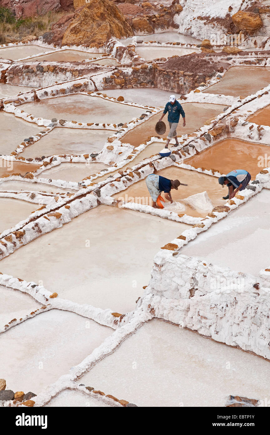 La collecte des travailleurs de sel dans le marais salants Salinas de Maras, Pérou, Maras Banque D'Images