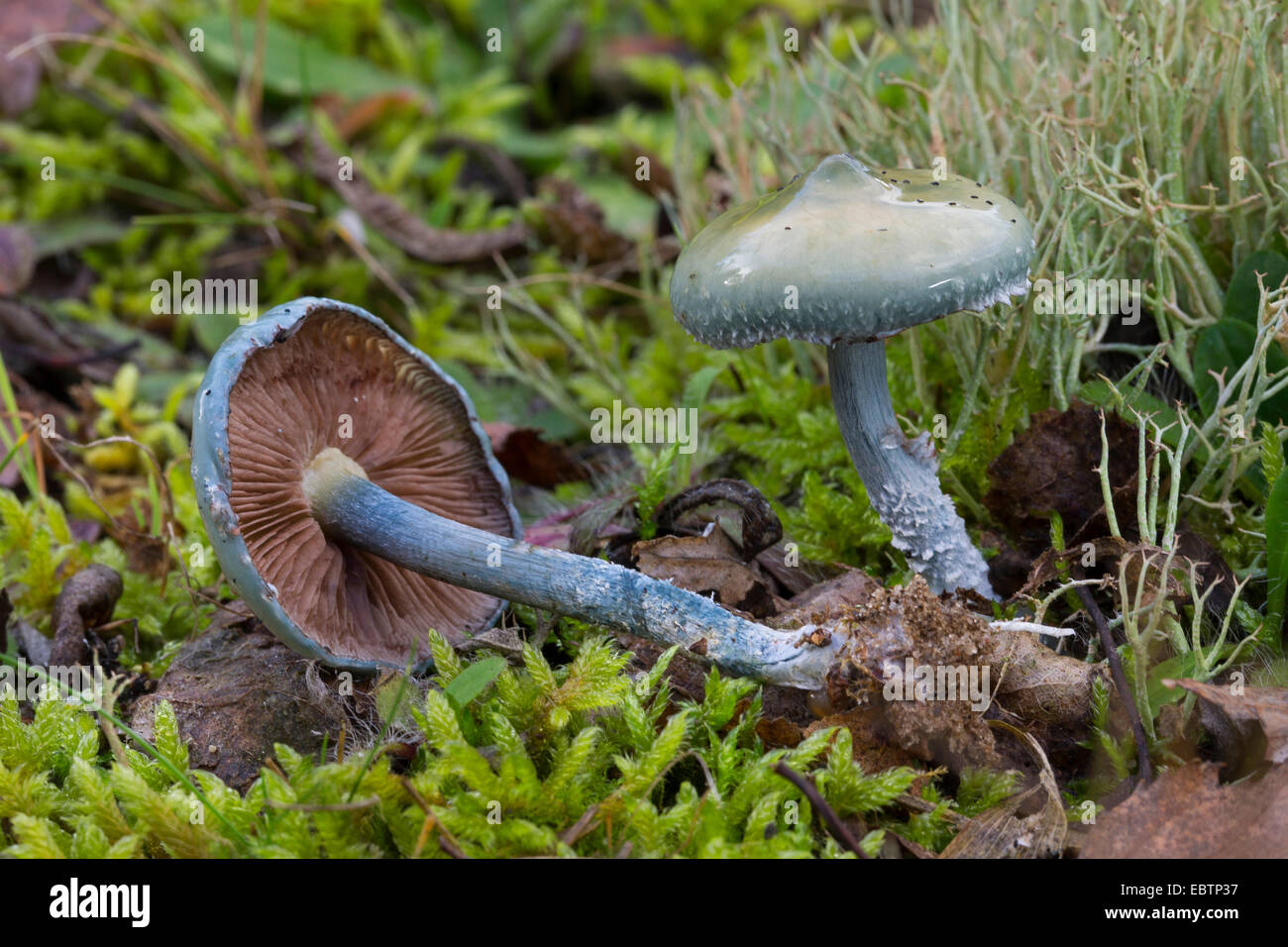 Roundhead (Stropharia caerulea Blue, Stropharia cyanea), des organes de fructification sur le sol de la forêt moussue, Allemagne Banque D'Images