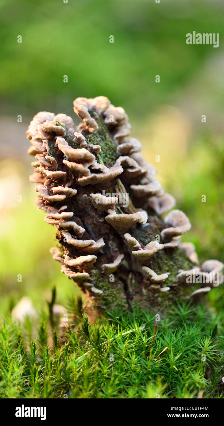 Les champignons poussant sur un petit arbre-tronc dans une forêt, en Allemagne, en Bavière, Oberpfalz Banque D'Images