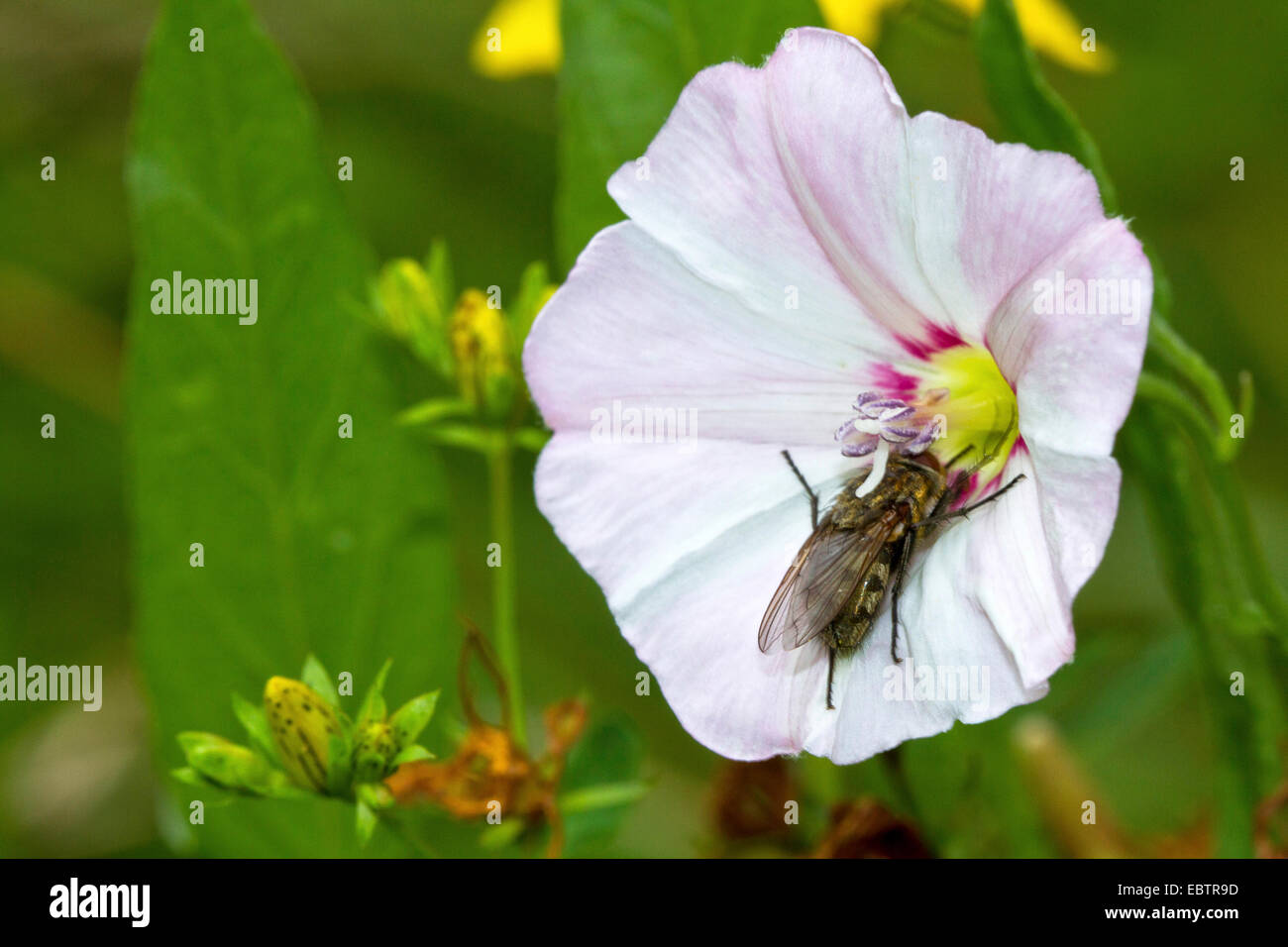 Le liseron des champs, champ de gloire du matin, petit liseron des champs (Convolvulus arvensis), s'épanouir avec fly pour la pollinisation, l'Allemagne, Mecklembourg-Poméranie-Occidentale Banque D'Images