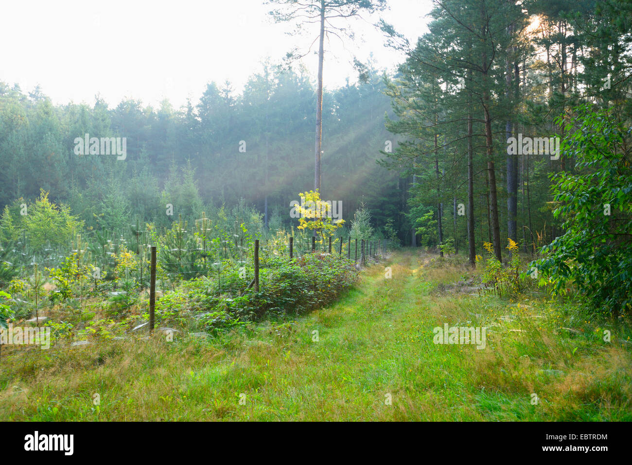 Jeunes forêts plantion en fin d'été, en Allemagne, en Bavière, Oberpfalz Banque D'Images