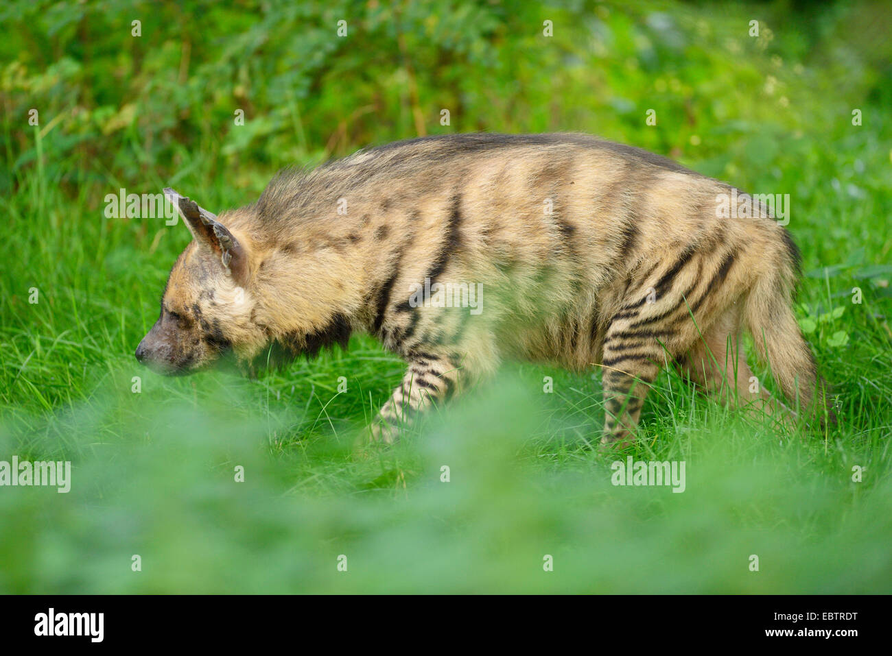 hyene rayee banque d image et photos alamy