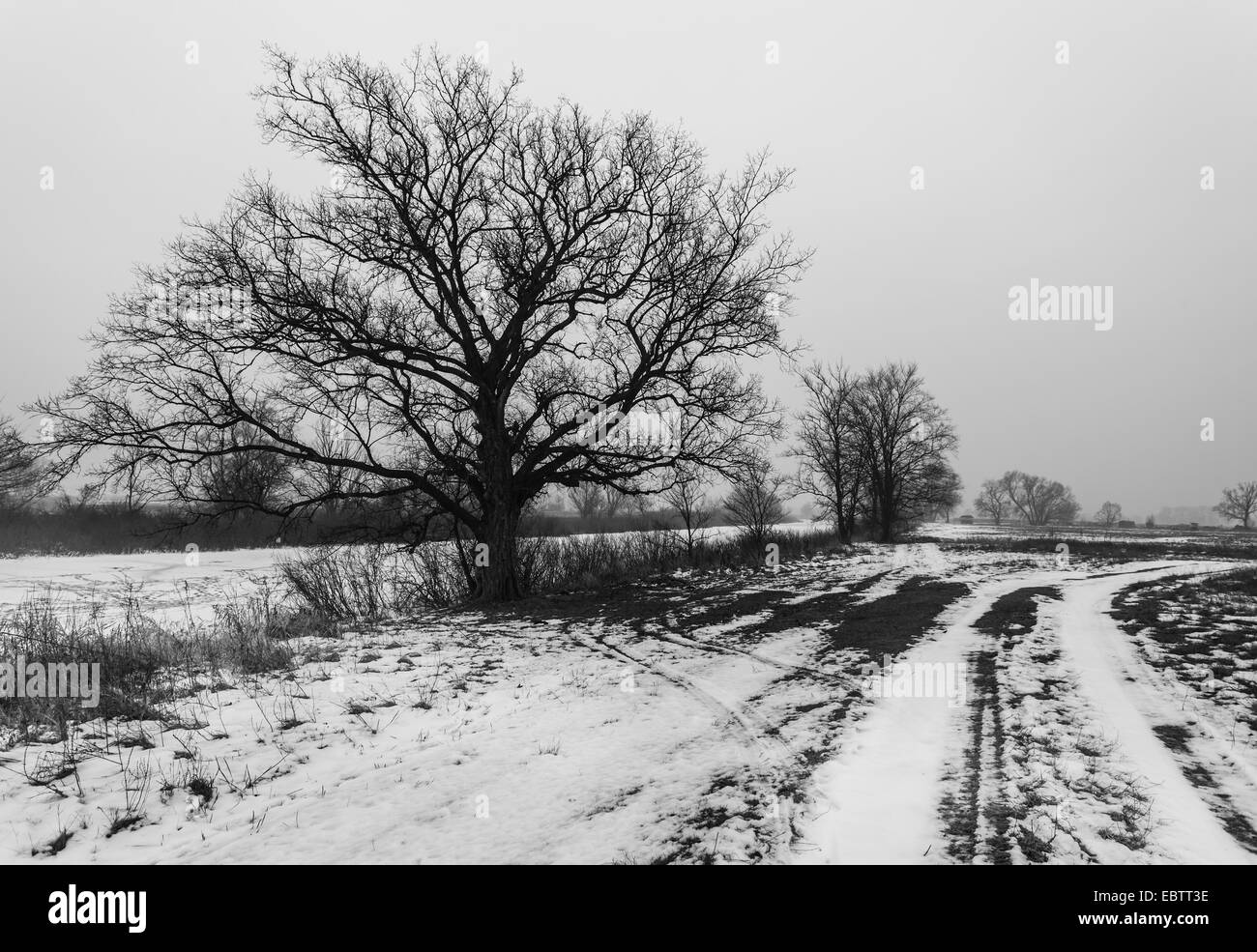 Le paysage d'hiver, les arbres couverts de neige Banque D'Images