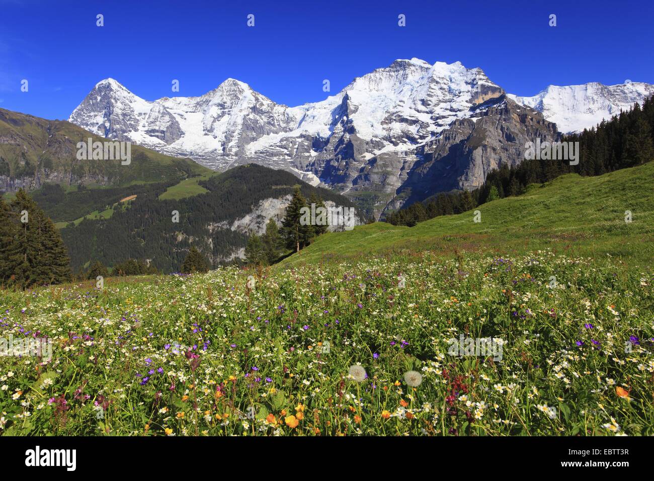 Vue depuis un pâturage à une montagne, avec l'Eiger (3970 m), Moench (4107 m) et la Jungfrau (4158 m), Suisse, Berne, Oberland Bernois Banque D'Images