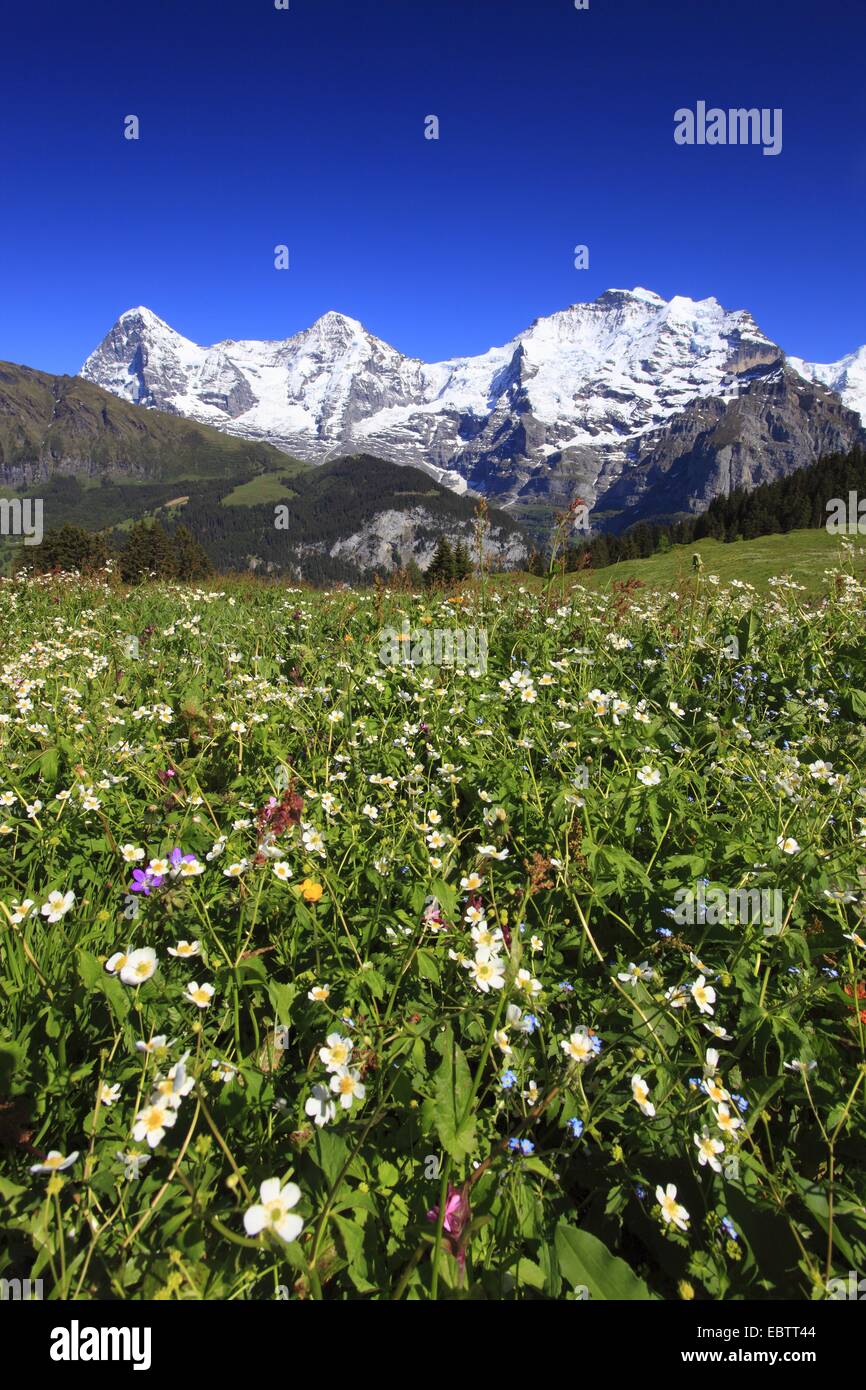 À FEUILLES D'aconit (Ranunculus aconitifolius), vue d'un pâturage à une montagne, avec l'Eiger (3970 m), Moench (4107 m) et la Jungfrau (4158 m), Suisse, Berne, Oberland Bernois Banque D'Images